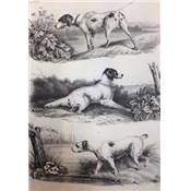 <i>J.-J. Baudrillart & M. de Quingery</i><br>Dictionnaire des chasses
