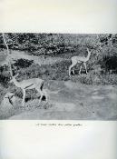 <i>F. Ingold</i><br>Bêtes et hommes du Niger