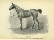 <i>Comte Le Couteulx de Canteleu</i><br>De la condition des chevaux de chasse<br>en France