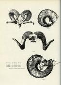 <i>C. Chavane</i><br>Faune et chasses en montagne